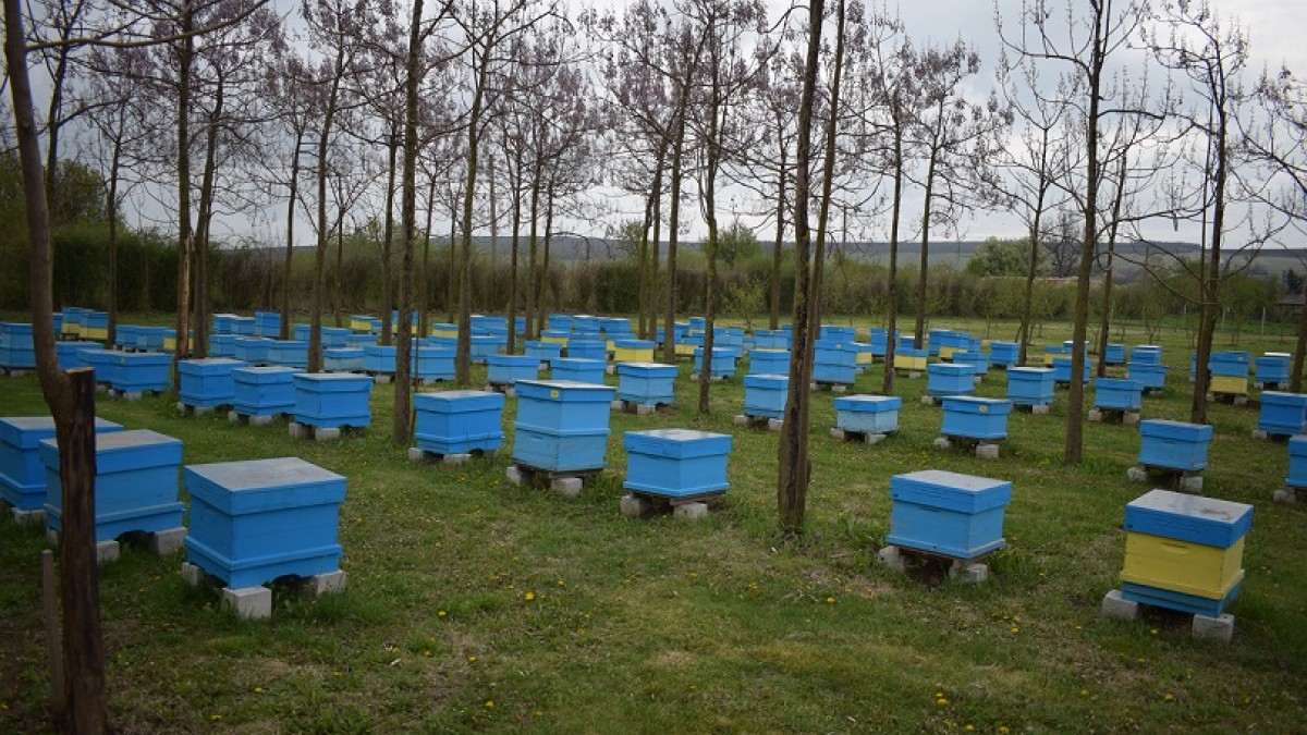 Варненски земеделски производител си купи машина за ин витро на пчели с европейски средства
