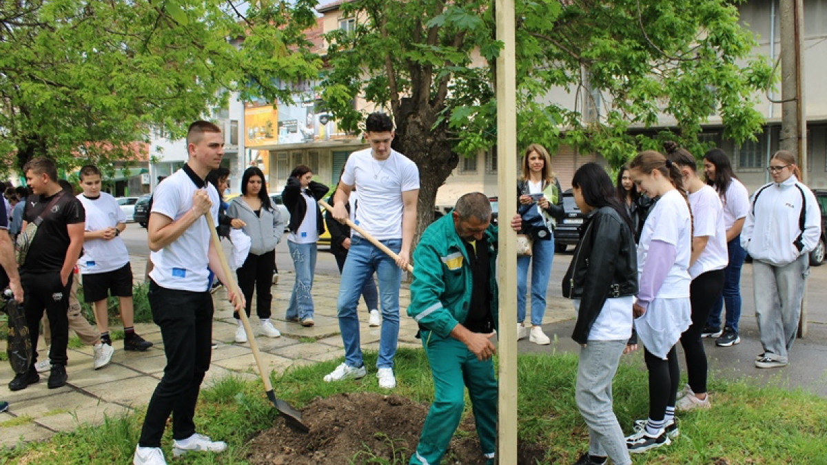 Залесяване с дръвчета