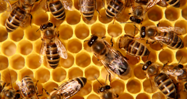 снимка на пчелен кошер